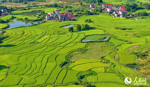 江西泰和：晚稻漸黃 “豐”景愈濃