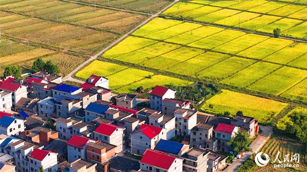 江西吉水：和美鄉(xiāng)村秋色斑斕