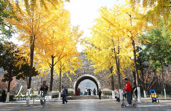 江蘇南京：銀杏披“金甲